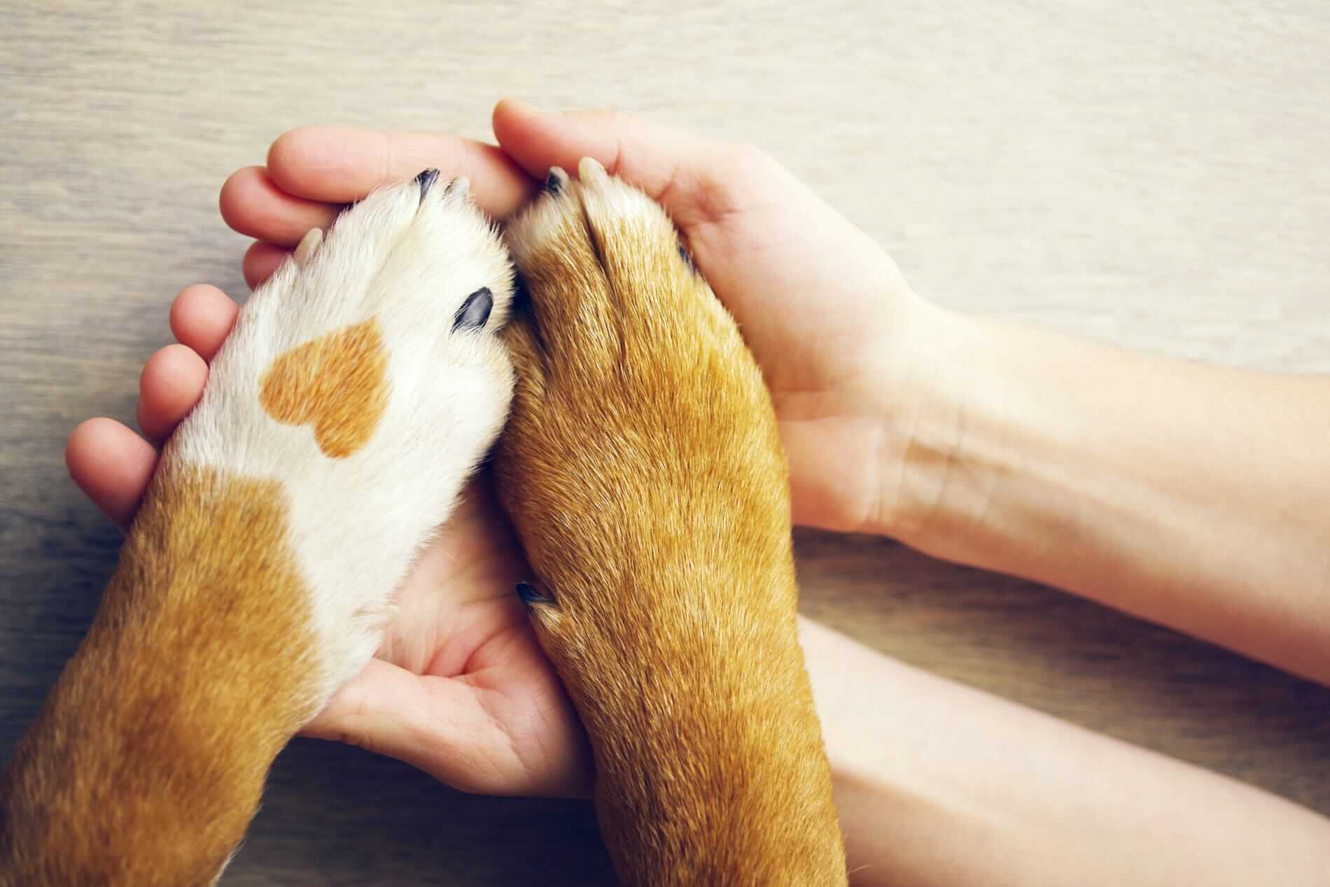 A dog's paws with a heart mark lay on top of cupped human hands