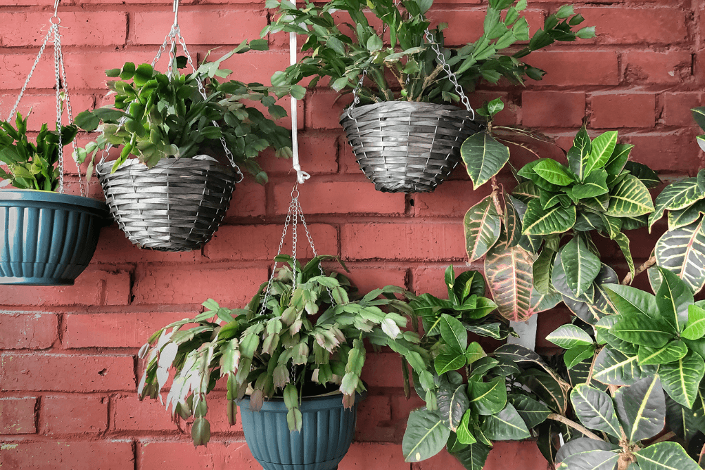 Create a plant wall by hanging plants from a curtain rail