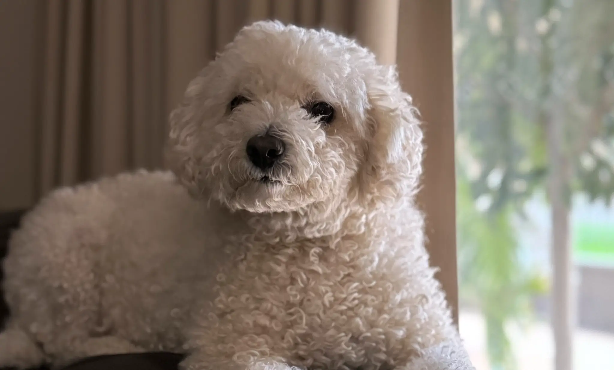 MyBudget team members dog LouLou