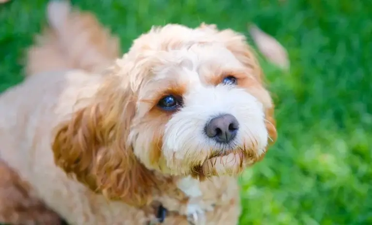 Sunny, part of the MyBudget family, Sunny, part of the MyBudget family, showing the real-life joy (and cost) of owning a dog in Australia