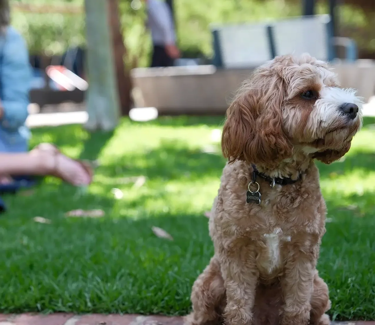 Sunny, part of the MyBudget family, showing the real-life joy (and cost) of owning a dog in Australia