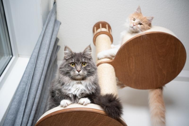 Two cats looking down at the camera from atop a cat tower tree: gift ideas for fur baby