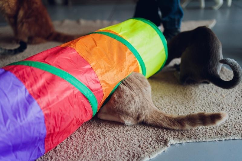 Three cats playing and investigating a multicoloured cat tunnel: fur baby Christmas gift ideas