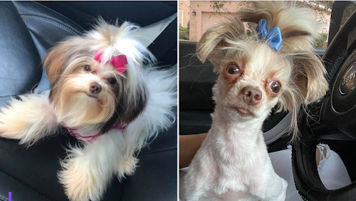 Two dogs side by side comparing quality of their haircuts, what is DIY Finance really costing you?