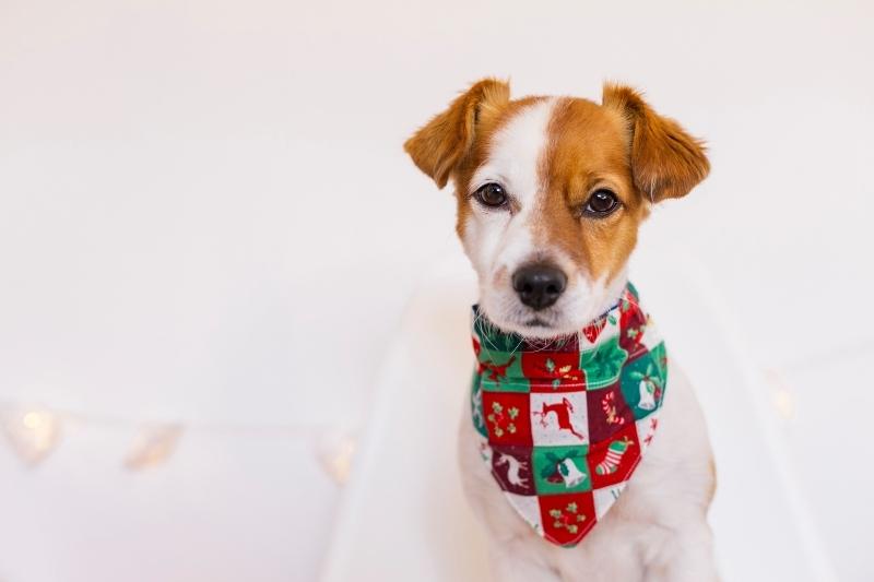 A young Jack Russell puppy wearing a Christmas themed bandana