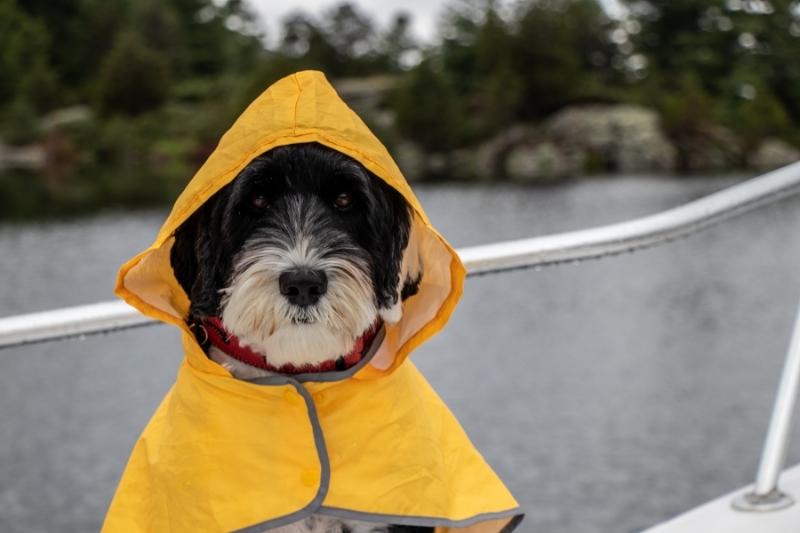A black and white dog on a boat wearing a raincoat
