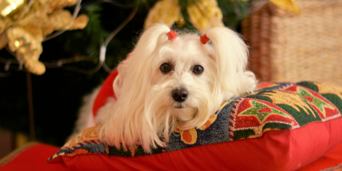 A shaggy dog lying on a red Christmas cushion with decorations in the background: Stocking fillers for men