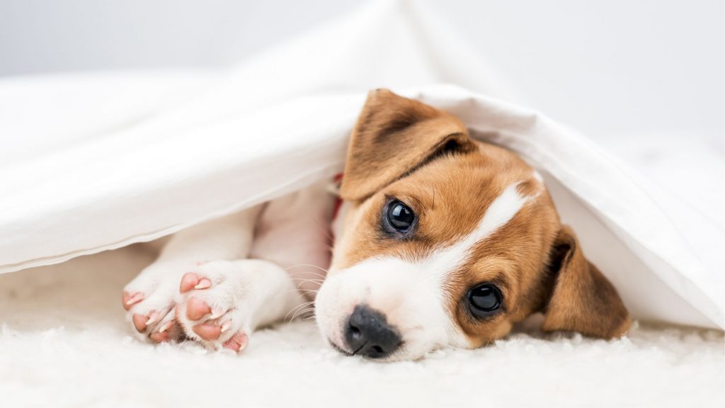 A dog lying on its side underneath a white sheet - buying a puppy or buying a kitten