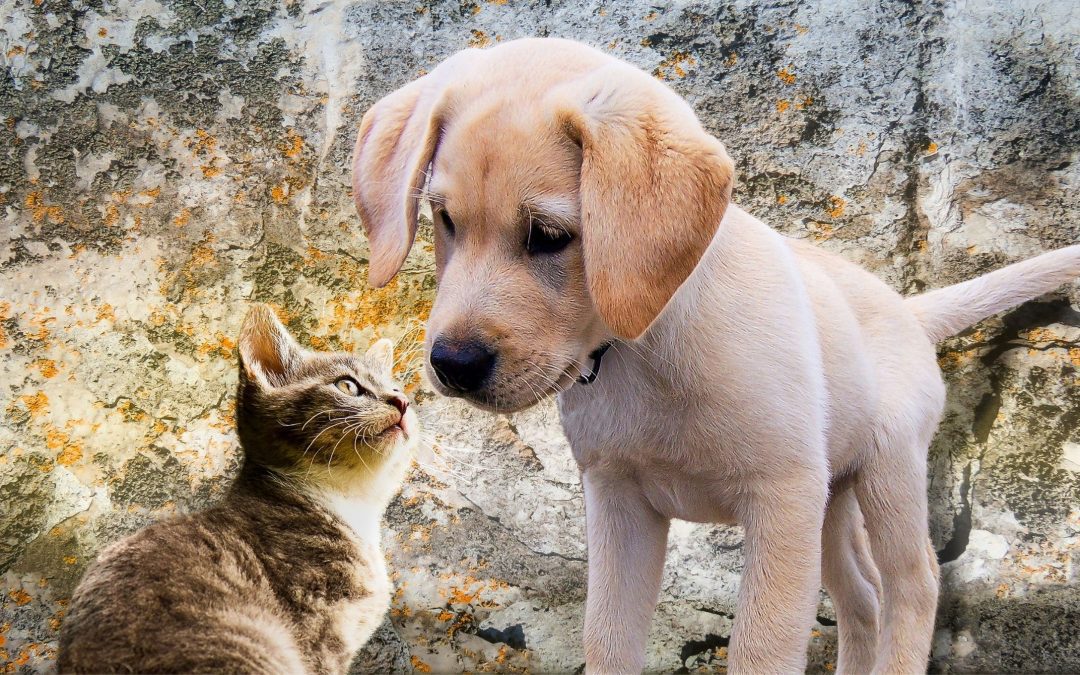 Guide to buying a puppy or kitten: from pet registration to vet costs
