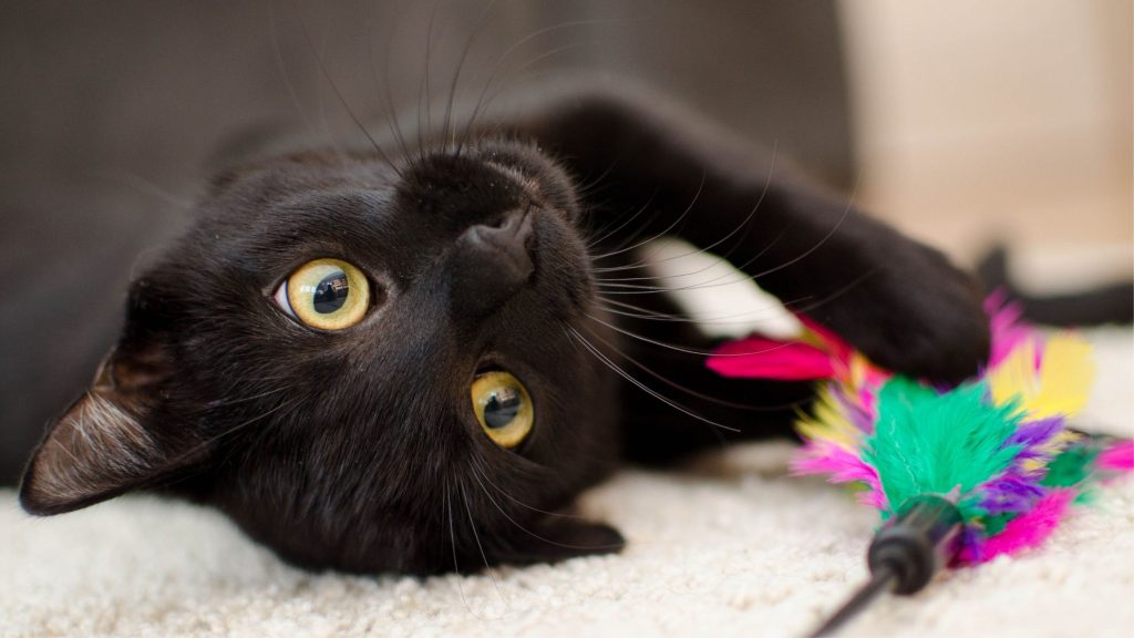 A black cat lying on its side playing with a colourful feather duster toy - Vet costs for a furry friend