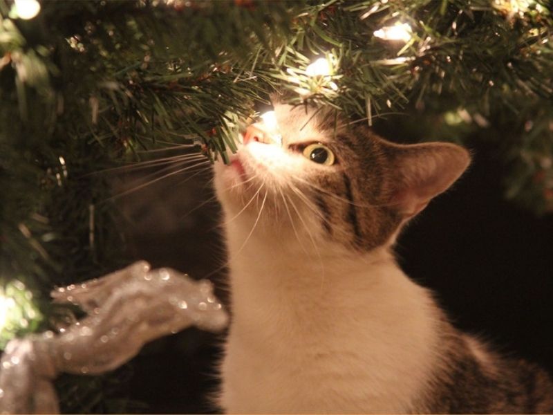 A young kitten fur baby looking at the branch of a Christmas tree