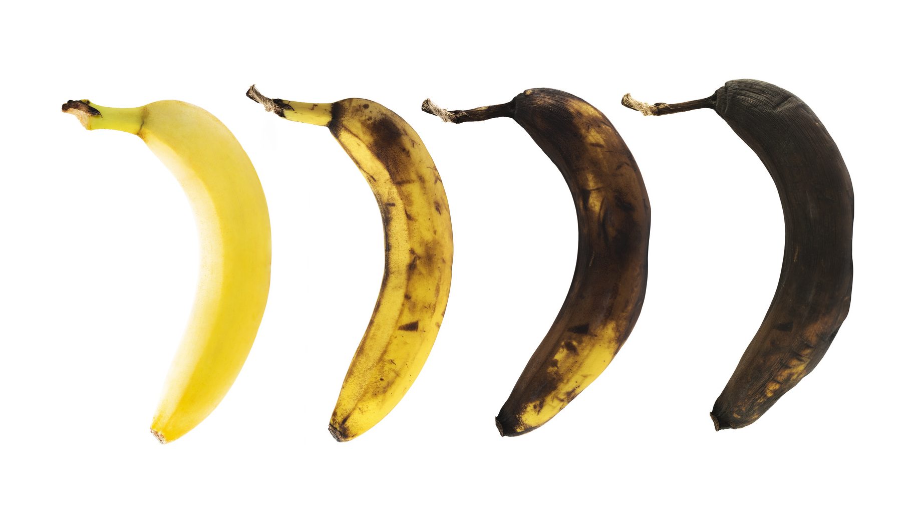 Four bananas in a row from left-right. The first banana is spotless, while each banana afterwards is at a further stage of decomposing - reduce food waste.