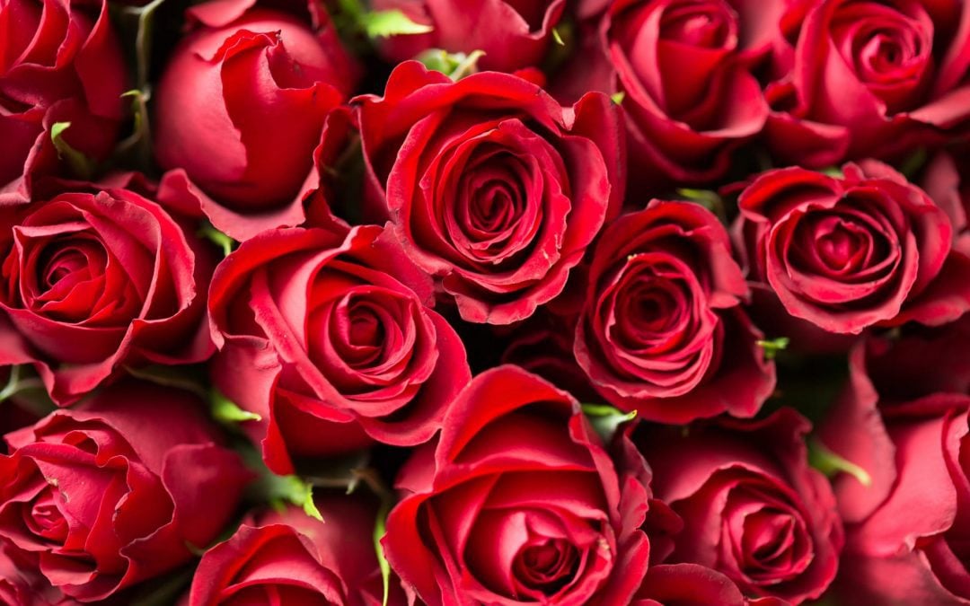 10 Gifts for Mum under $20 – Mother’s Day on a Budget