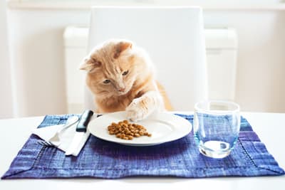 A ginger cat sits in a chair at a dining table with cutlery and blue placemat and inspects its plate of cat food. 