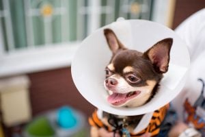 A brown chihuahua wears a cone and smiles while sitting in its owner’s lap.