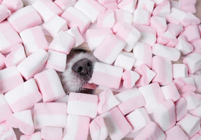 A dog’s nose and tongue sticks out through a large pile of pink and white marshmallows.