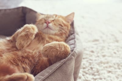 A ginger cat relaxes and sleeps on its back in a brown pet bed on the floor.