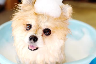 A small puppy with bath foam on its head smiles while taking a bath.