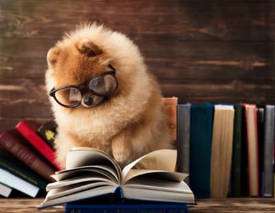 A fluffy dog with glasses reads a book, with a row of books also stacked behind the dog.